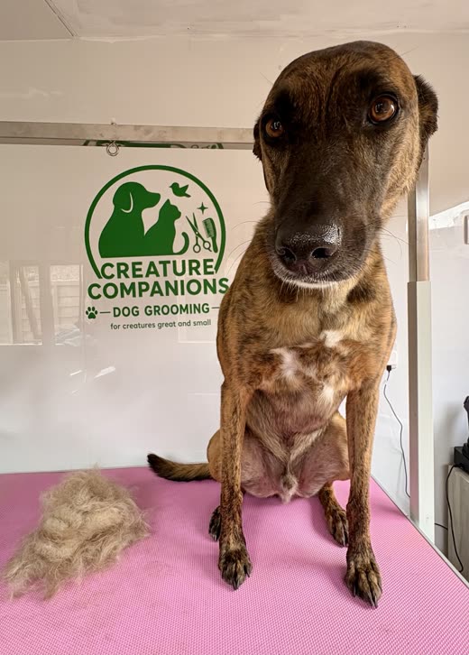 The dog's face and ears, cropped square from the grooming table photograph